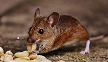 24 Hour & Emergency Exterminators in Eckerman, MI